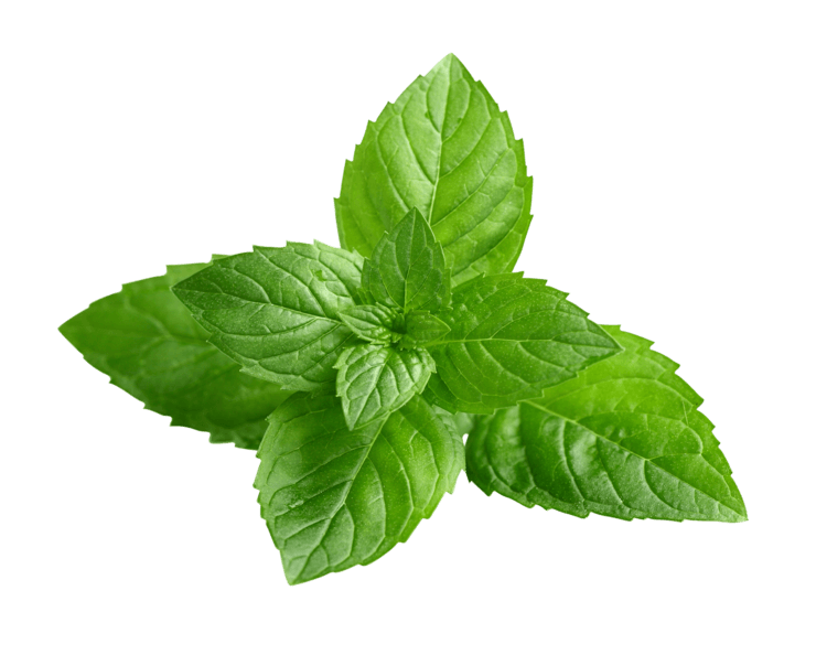 peppermint
