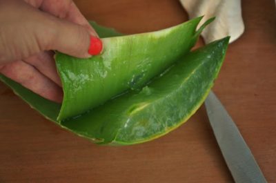 scooping aloe vera gel scooping aloe vera gel