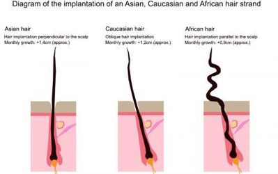 hair types diagram hair types diagram